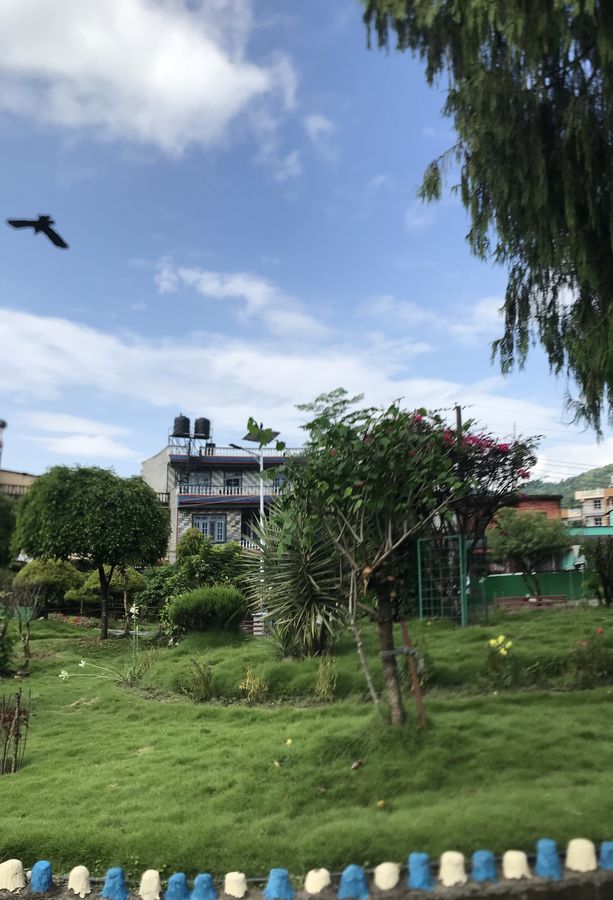 Bird flying over a green garden with a house and bougainvillea in the background