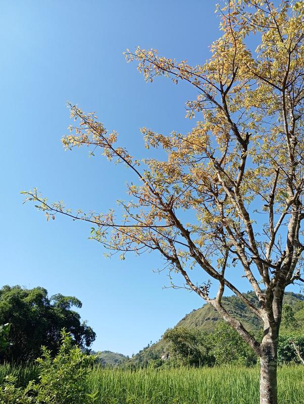 Golden autumn leaves against a clear blue sky