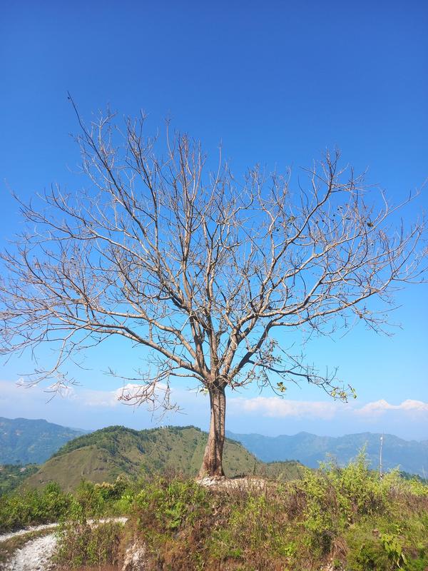 A bare tree silhouetted on a ridge with distant mountains