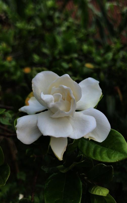 Close-up of a white gardenia flower
